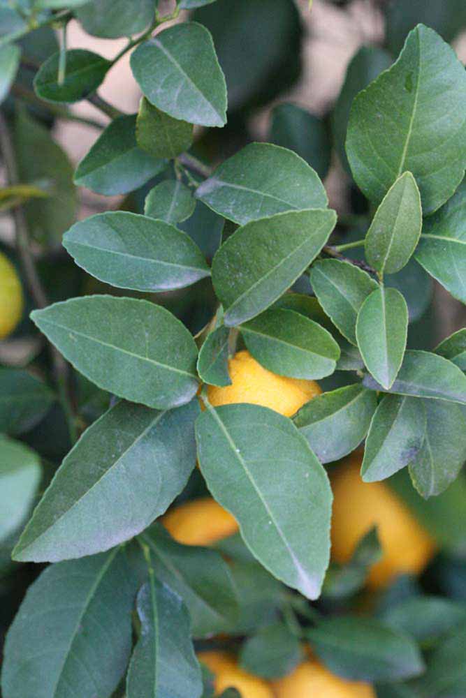            Sun leaves (Schaub, Riverside, CA)   